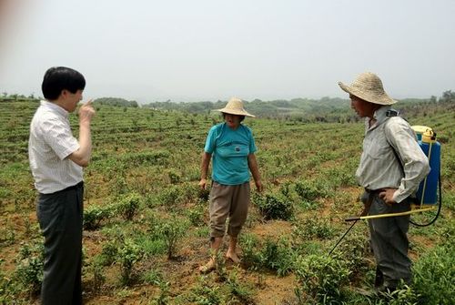农业部开展茶叶产品夏季质量安全督导巡查和技术指导
